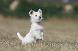 WESTIE 175